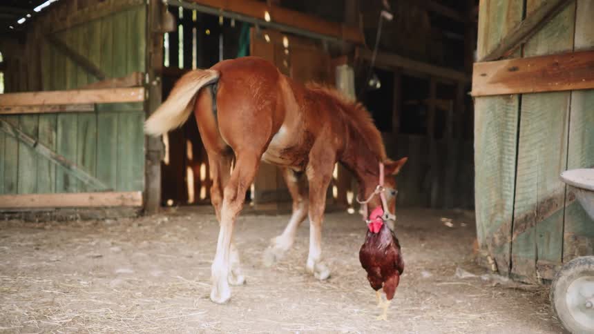 A horse and a rooster are walking around inside a barn
