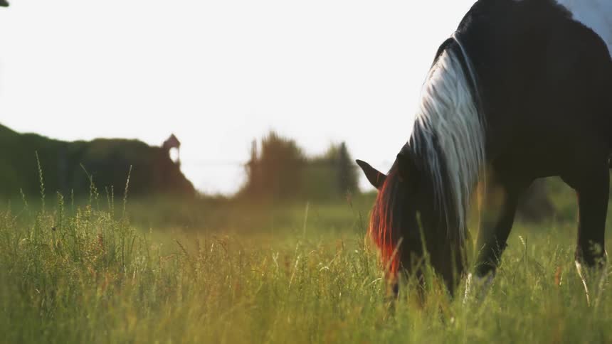 A horse grazing on a grassy pasture near the coast