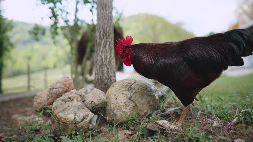 Black rooster standing near a horse on a farm at daytime