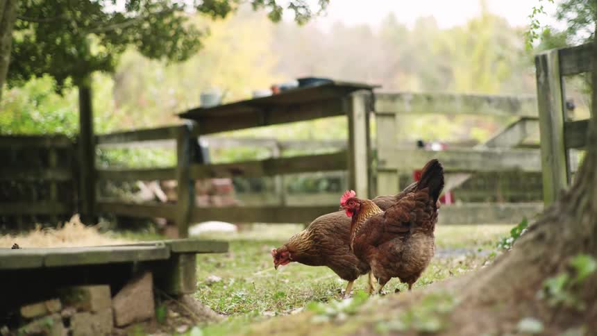 A chicken runs over to another one and they peck at the ground