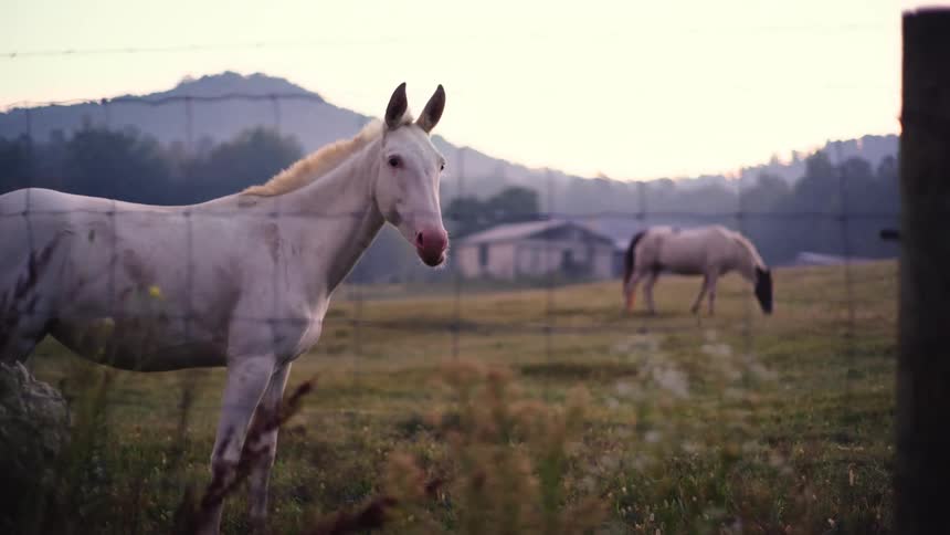 Horses graze in pasture with farmhouse and misty mountains in the background