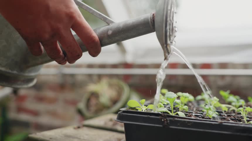Person waters flat of seedling with a watering can