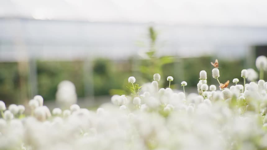 The bees fly on the flowers