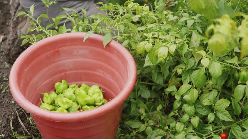 Man kneeling in the ground harvesting green peppers on a red bucket