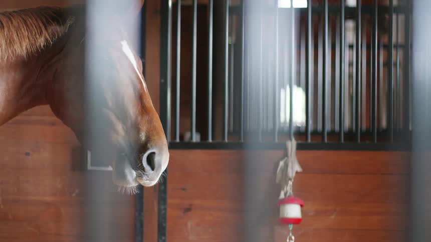 A horse is standing in a barn or stable and is chewing