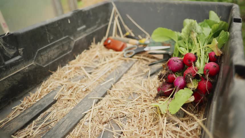 Vegetable gardening