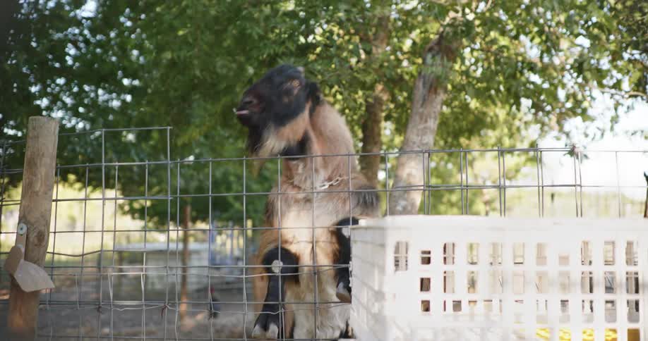 Earless polled LaMancha goat jumping onto a wire fence on a rural farm