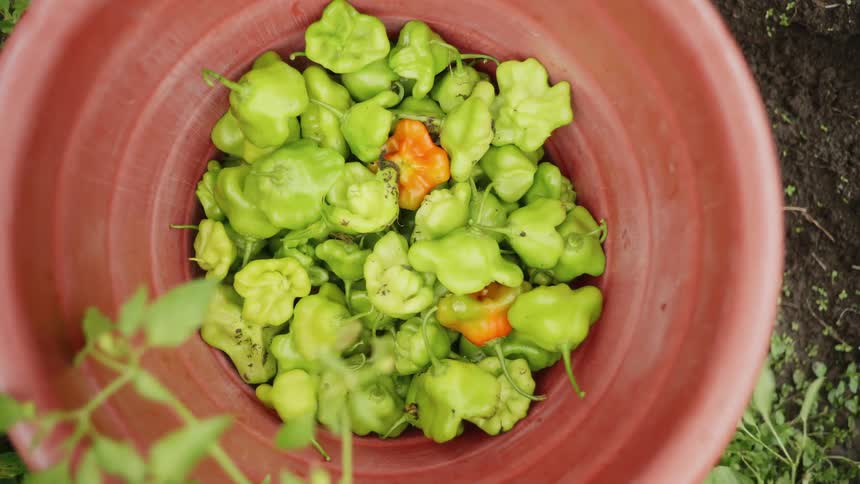 A view of peppers in a large pot