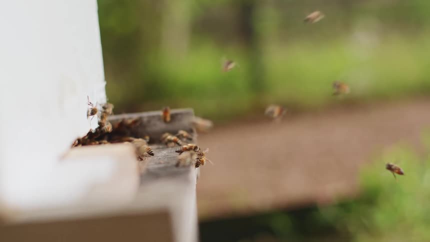 Bees are swarming around their bee box hive