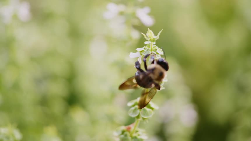 Honey bee feeding from small wild flowers