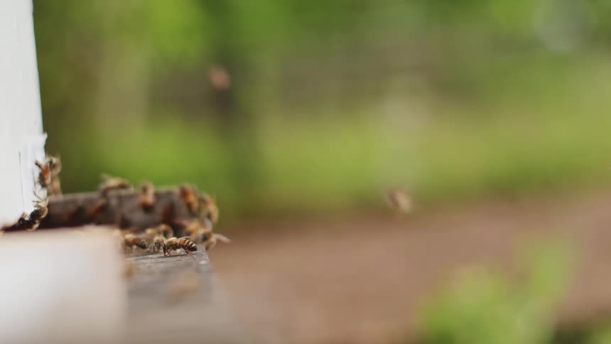 The bees fly around outside