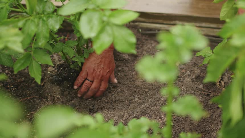 A person is digging in the soil