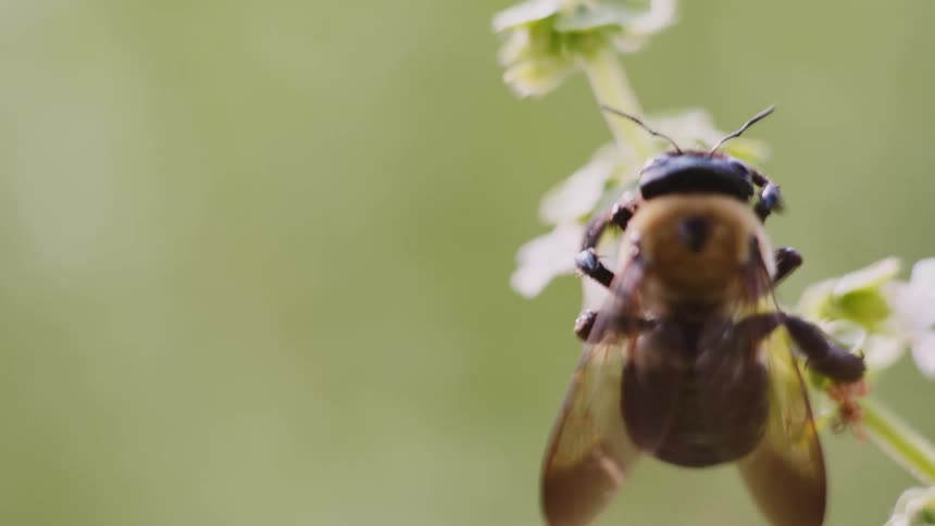 A bumblebee checks the pollen in a flower