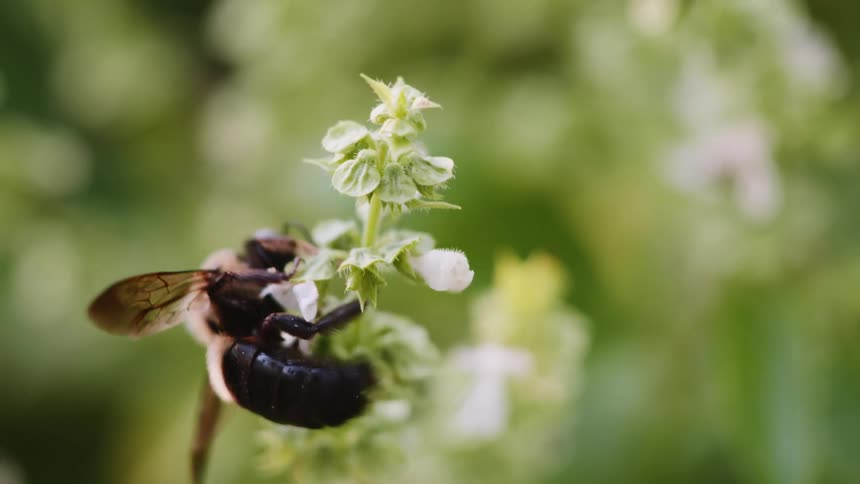 A bee is on a flower collecting pollen