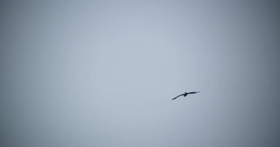 A view of a bird flying outdoors