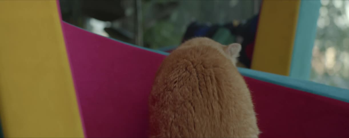 Orange cat move around on brightly colored structure