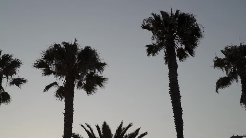 A skyline shows a santa monica sign and palm trees