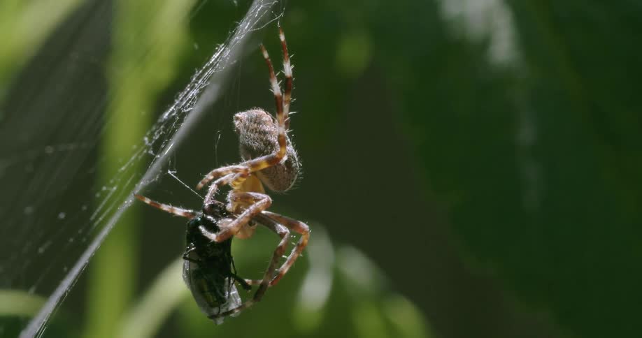 A spider eating a large fly
