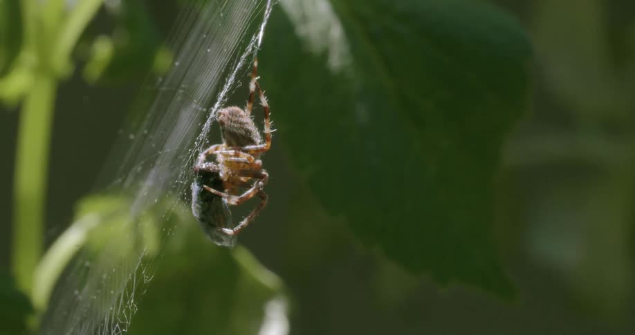 Spider