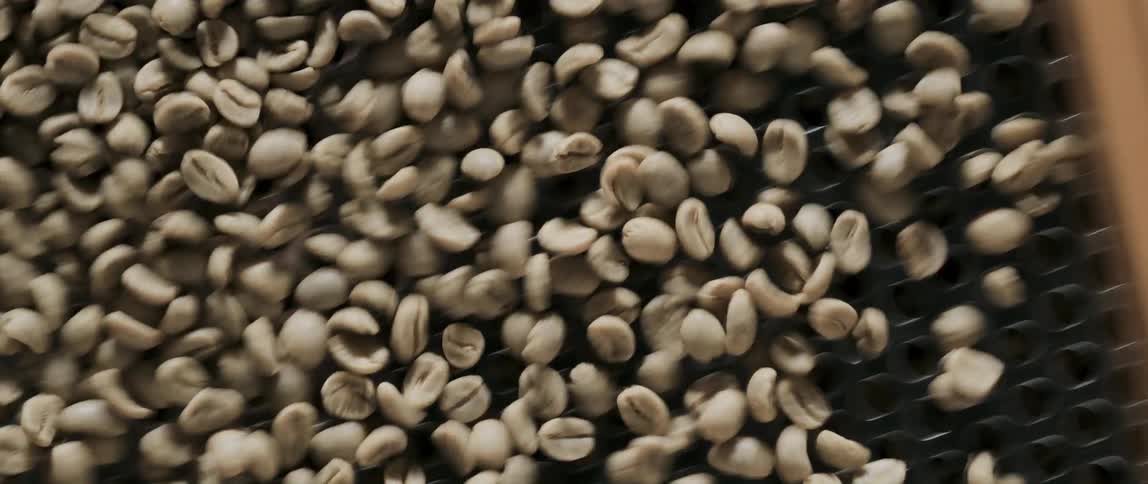 Fresh coffee beans being sifted before roasting at a cafe