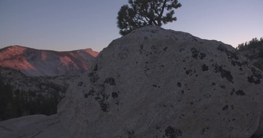 A lone tree stands in the desert