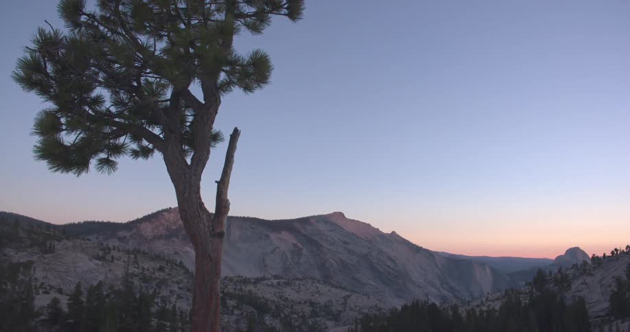 A tree in the sandy mountains