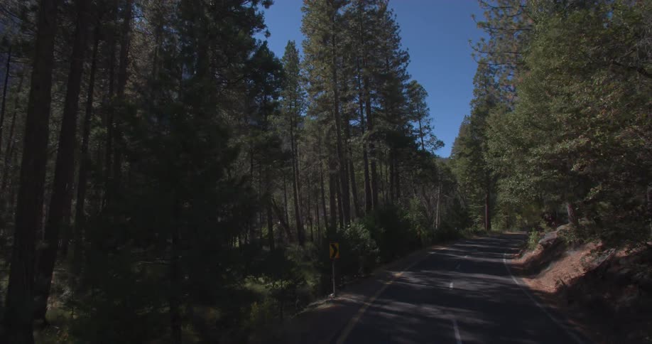 Street through a wooded area