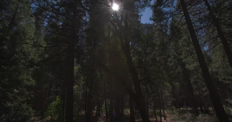 The sun shines bright over the forest