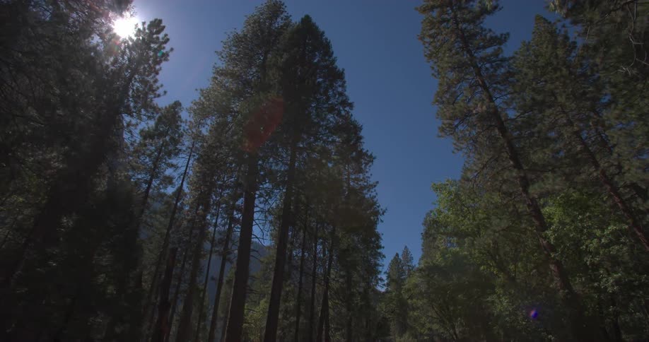 Looking up at a sunlit sky while moving through trees