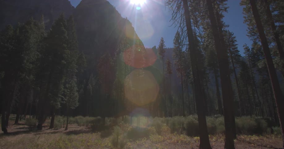 A few pine trees and brush lie beside a mountain