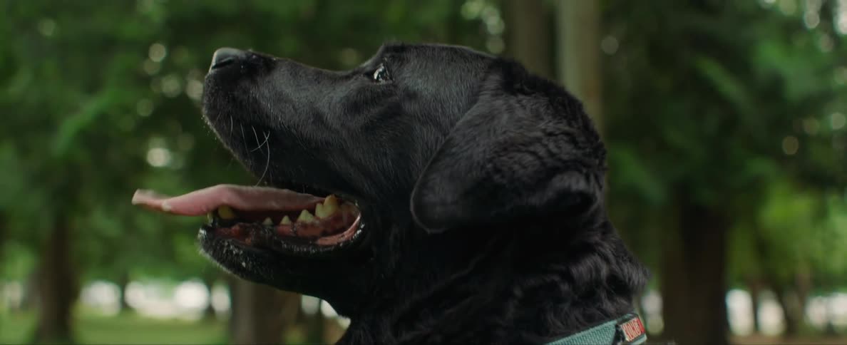 Black dog wearing a blue collar with a tag shaped as a bone in a park
