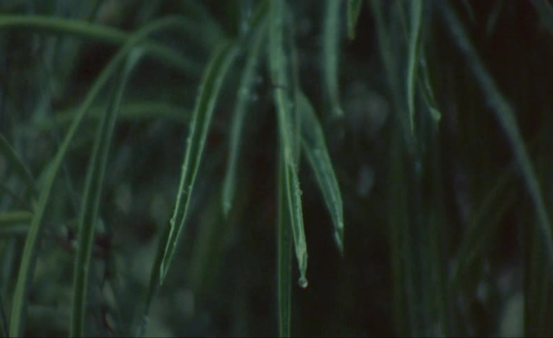Rain water drips down the long leaves of a tropical plant