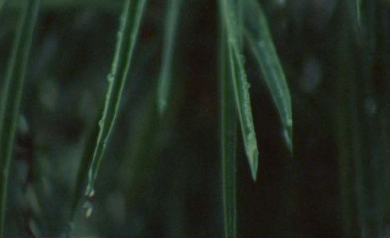 Water droplets fall off the long green leaves of a plant as it rains