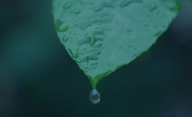 Water droplets fall off a green leaf
