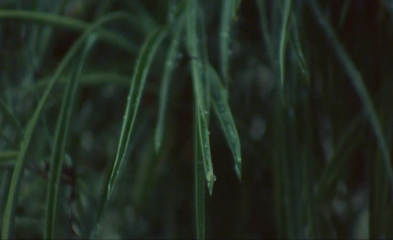 Rain flows down the leaves of a tropical plant