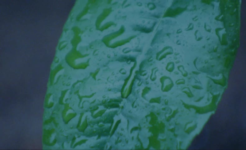 Rain drops collected on a green leaf