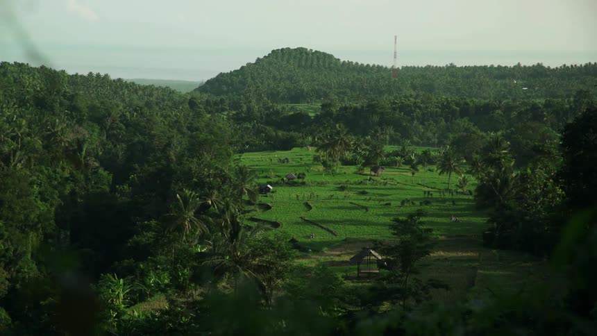 A green, hilly forest during the day