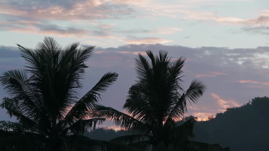 Birds fly past some trees at sunset