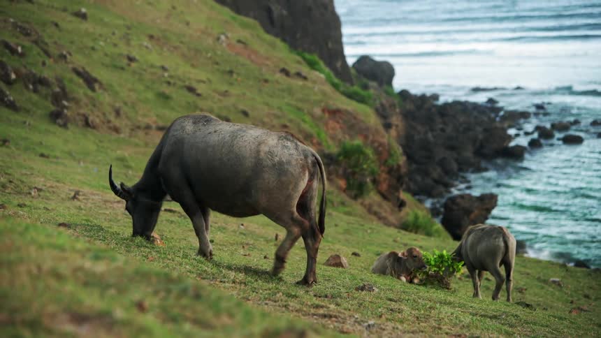 A group of buffalo eating grass