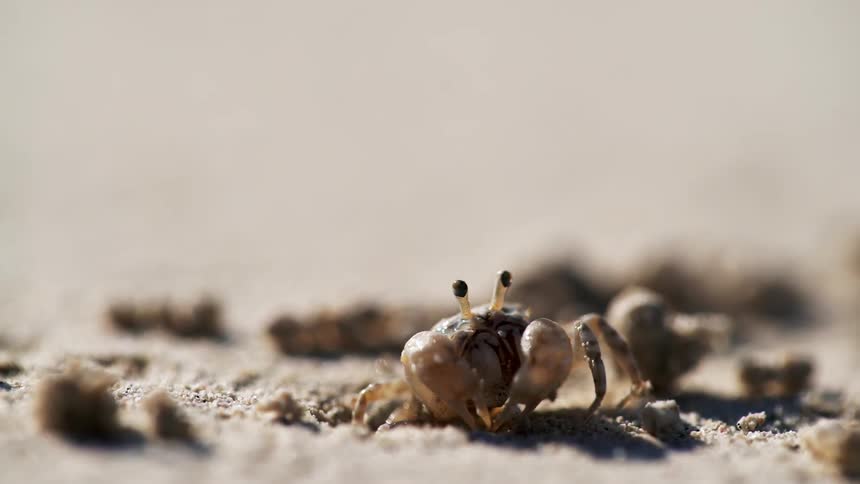 A crab digs in the sand