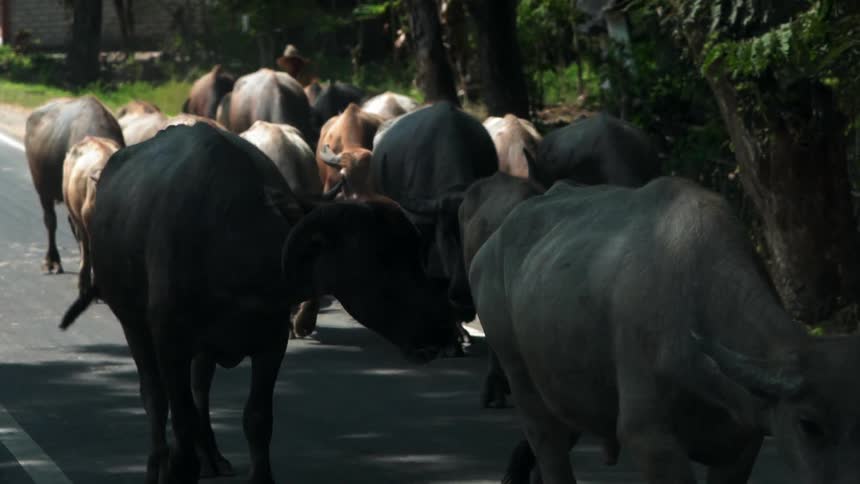 A herd of cattle walking down the road