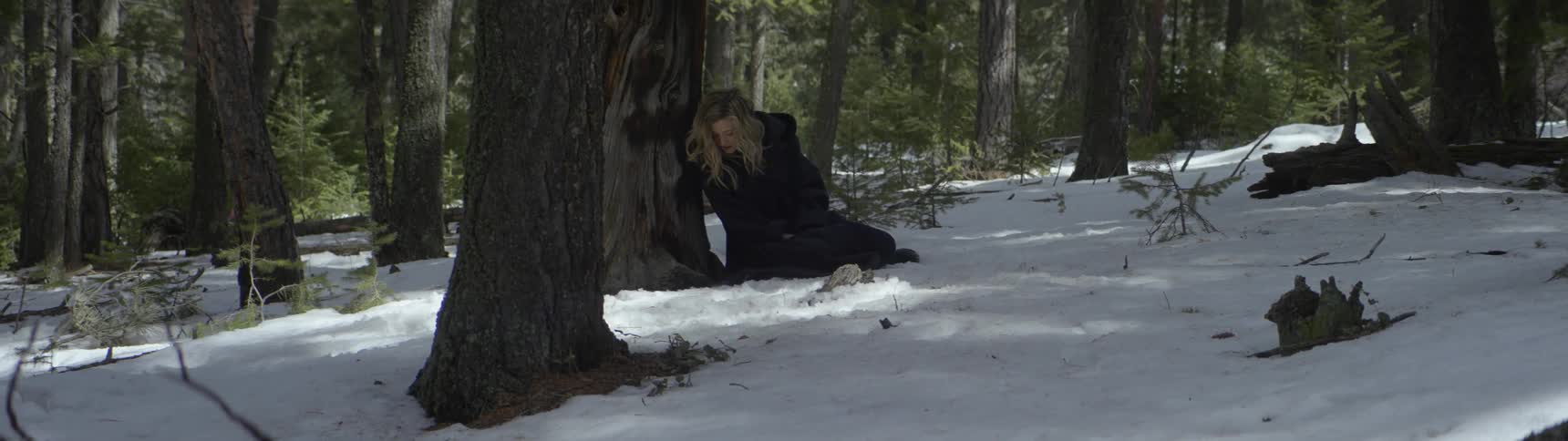 Snow is covering the forest floor
