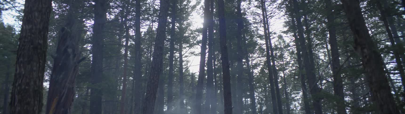 Mist and fog rolling through the pine tree forest at evening