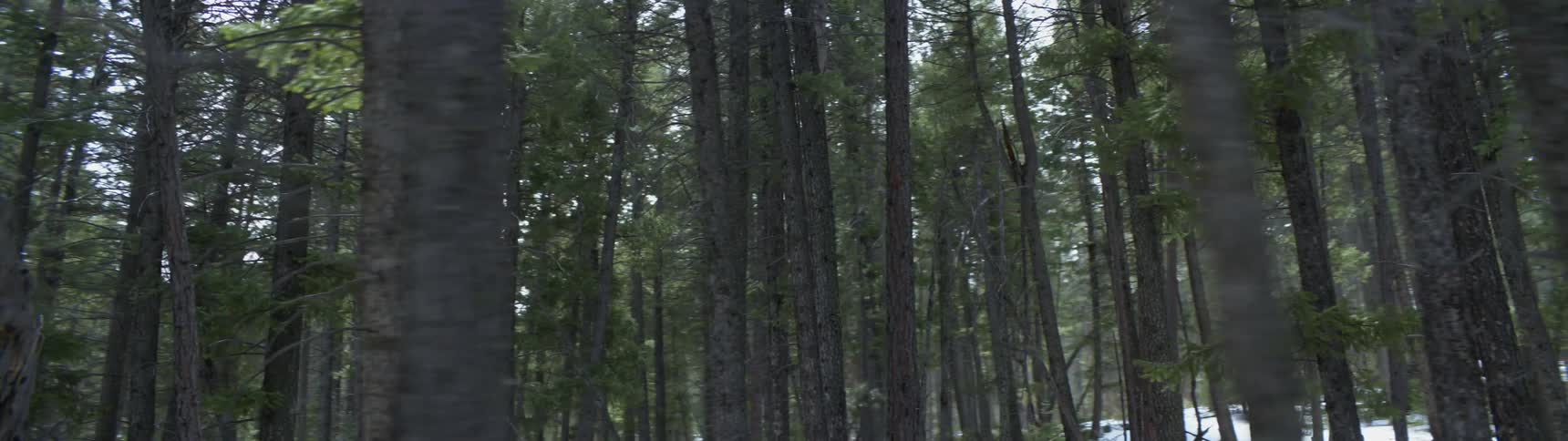 Trees are covering the forest area