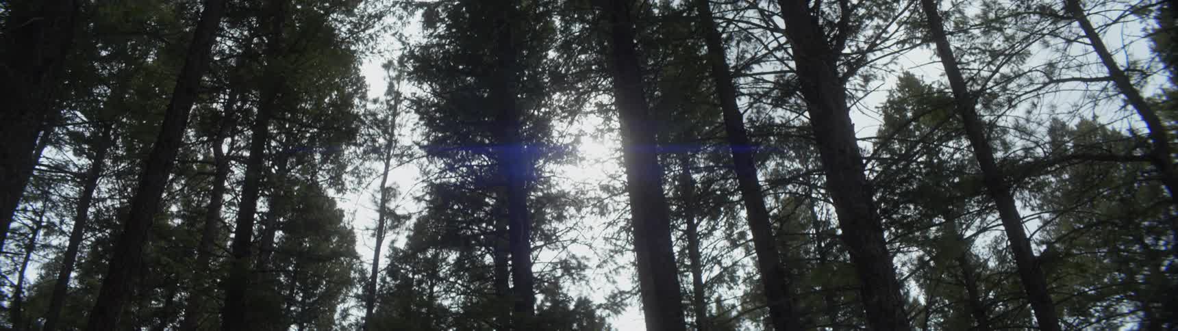 Sunlight shines through trees in a forest