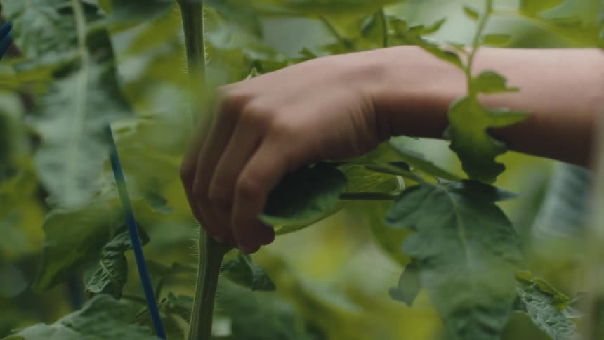 A person picks a bud off of a plant