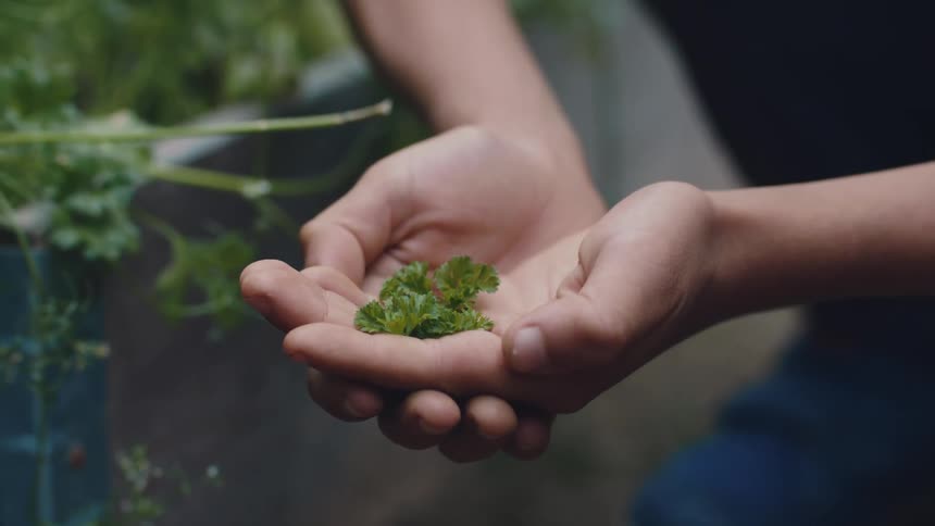 Person crouches near plant holding parsley sprigs in their cupped hands