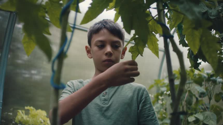 A boy touches the leaves of a plant in a greenhouse during the day