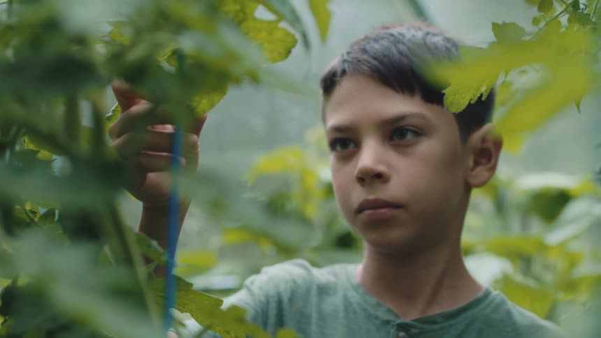 A boy is in a greenhouse looking at plants and touching the leaves