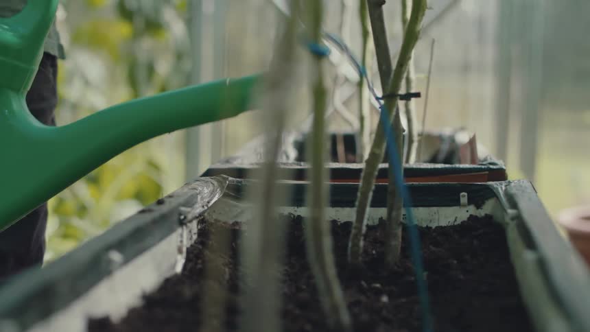 A person is watering plants outdoors in spring